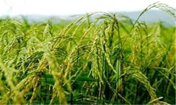 کاهش هزینه و رنج تولید برنج در گیلان