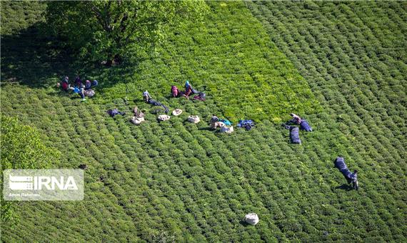 بیمه بیش از 53 هزار هکتار  اراضی شالیزاری و باغهای چای گیلان