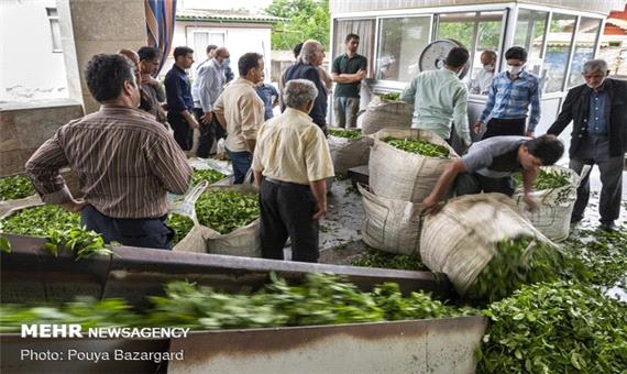 افزایش 10 درصدی خرید برگ سبز چای/ بیش از 70هزار تن برگ خریداری شد
