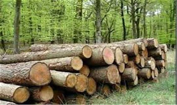 قاچاقچیان چوب درختان توسکا متواری شدند