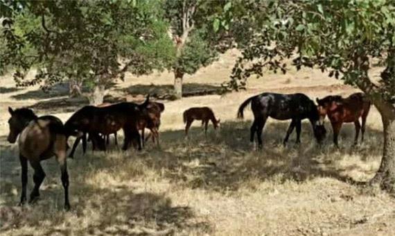 حضور اسب‌های سرگردان در منطقه حفاظت شده «دینارکوه» آبدانان/ اعلام جرم علیه 16 نفر