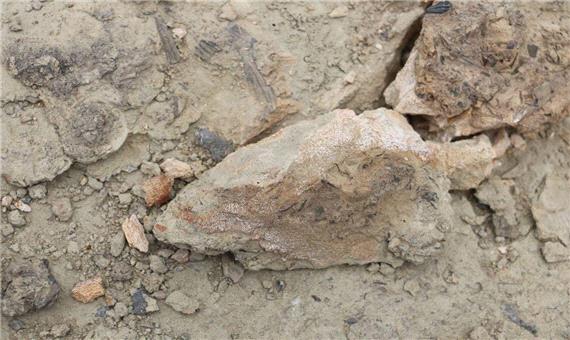 کشف فسیل های جانوری قدیمی در کوههای روستای رودیک چابهار