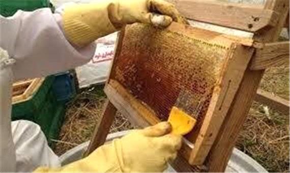 افزایش تولید عسل و زنبورداری در گیلان