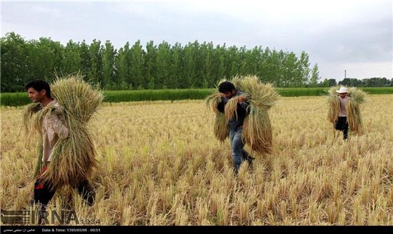 برداشت برنج در تالش آغاز شد