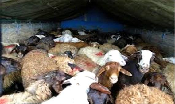 کشف 34 رأس گوسفند بدون مجوز در گیلان