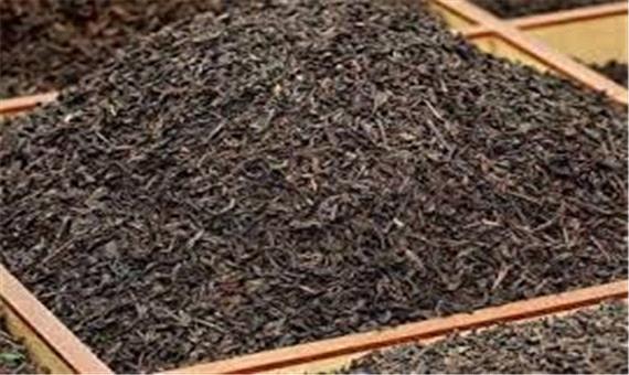 افزایش تولید چای خشک در کشور
