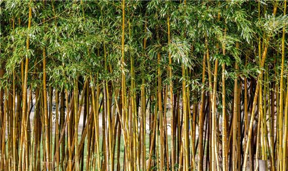 توسعه جنگل های بامبو به سود گیلان است