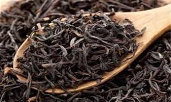 تولید بالغ بر 26 هزار تن چای خشک در گیلان و مازندران