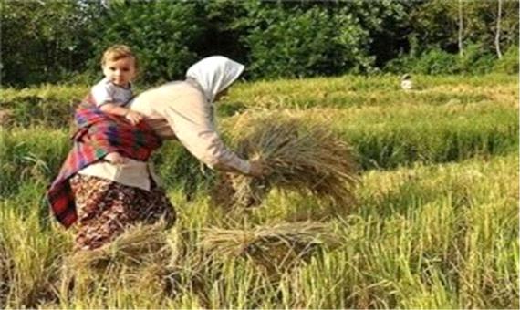 کشاورزان در حال برداشت برنج خوش طعم گیلان