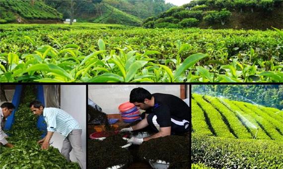 خرید123 هزار تن برگ سبز چای در کشور/ 27 هزار تن چای خشک تولید شد