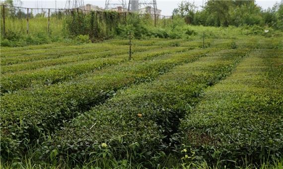 بیش از 126 هزار تن برگ سبز چای امسال برداشت شد