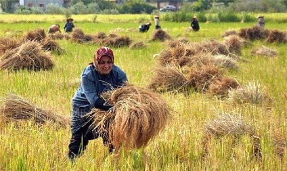 افزایش تولید برنج سفید از پرورش راتون در گیلان/برداشت نیمی از محصول
