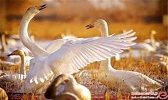 شیوه قتل عام پرندگان مهاجر شمال کشور؛ گفتگو با شکارچیان