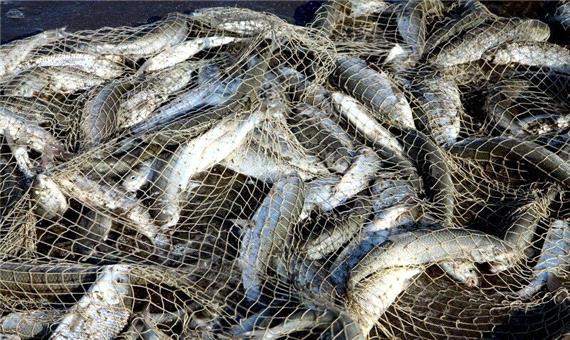 افزون بر 80 تن  ماهیان استخوانی در بندرکیاشهر صید شد