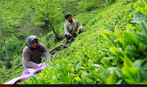 اجرای طرح« باغ کارخانه»برای حمایت از محصول چای در گیلان