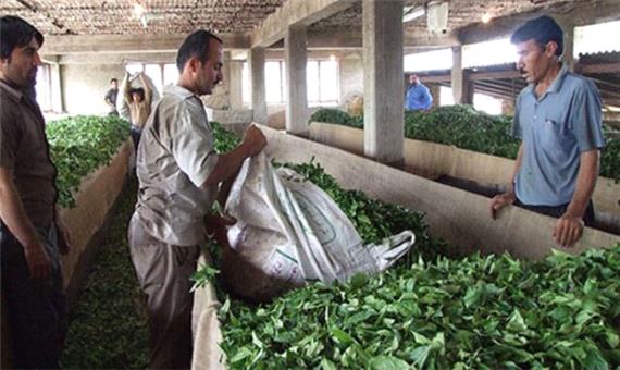 تسهیلاتی برای بهبود وضعیت باغات و کارخانجات چای کشور