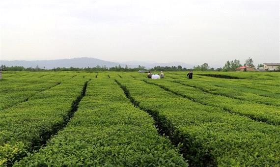 وجود 6 هزار هکتار باغ چای رها شده در استان های شمالی