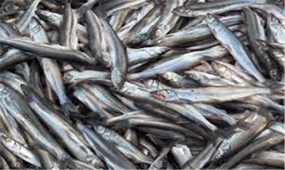 صید ماهی ریز جثه اما مقوی در گیلان افزایش یافت