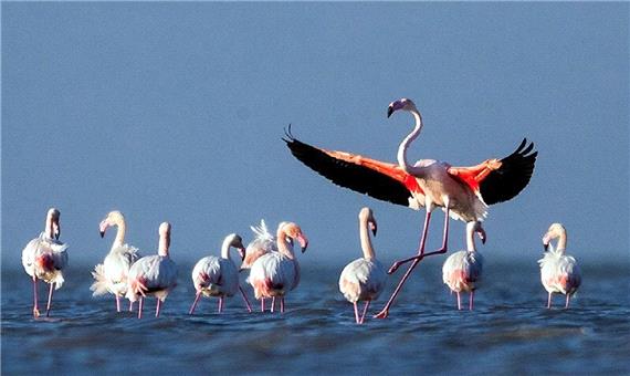 آغاز سرشماری پرندگان مهاجر در دی ماه/ اردک سرسبز یافت شده در دریاچه چیتگر پرنده مهاجر نیست