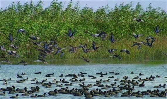 تالاب‌های استان گیلان سالانه میزبان 200 هزار پرنده مهاجر است