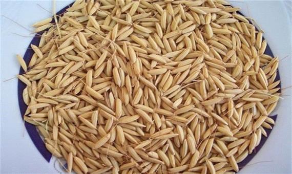 2200 تن بذر گواهی‌شده برنج بین کشاورزان در گیلان توزیع می‌شود