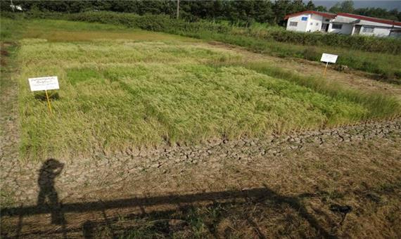 رقم جدید برنج کشور با نام کیان نامگذاری شد