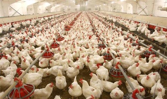 افزایش 20 تنی تولید روزانه مرغ در گیلان/ کمبودی نداریم