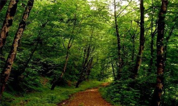 ثبت ملی جنگل‌های هیرکانی تالاب امیربکنده