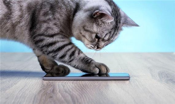 اپلیکیشن‌های مترجم صدای گربه چگونه کار می‌کنند؟