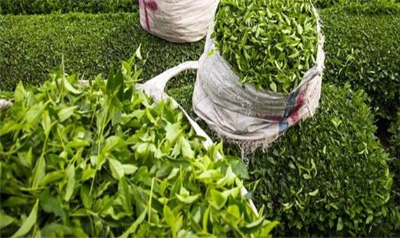 اعلام قیمت خرید تضمینی برگ سبز چای برای سال 1400