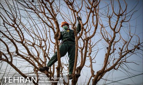مبنای افزایش سالانه جریمه قطع درختان تورم اعلامی بانک مرکزی است