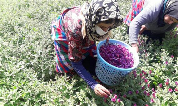 حضور پررنگ زنان املشی در تولید و فروش گل گاوزبان