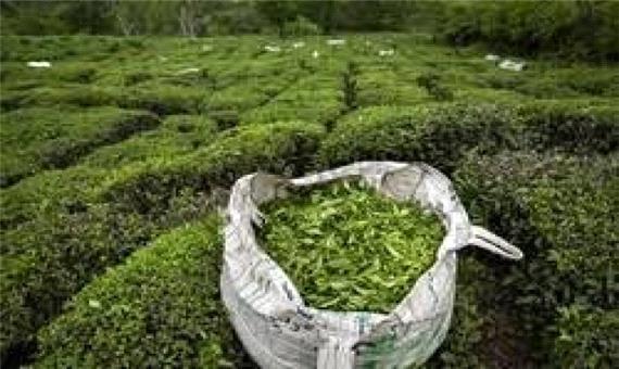 درجه یک بودن 93 درصد برگ سبز چای کشور