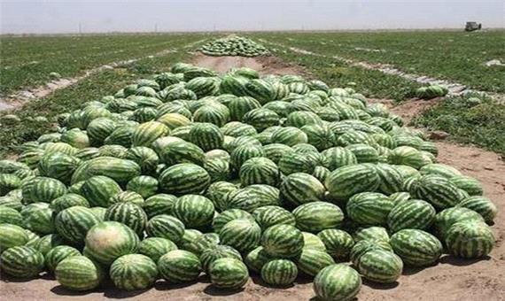 برداشت بیش از 60 هزار تن هندوانه از باغ‌های استان گیلان