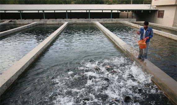 50 درصد ماهیان سردابی گیلان در تالش تولید می‌شود