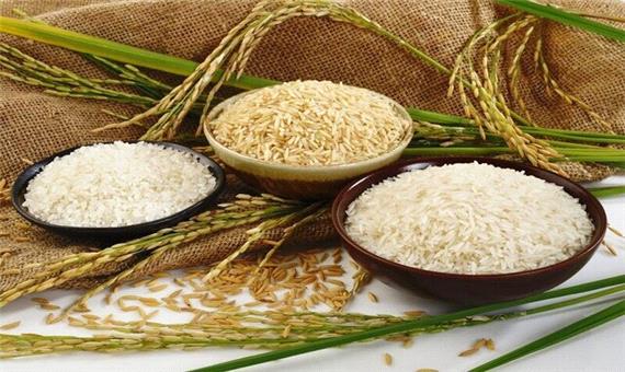 افزایش ضایعات برنج ارمغان قطعی برق به کشاورزان گیلانی