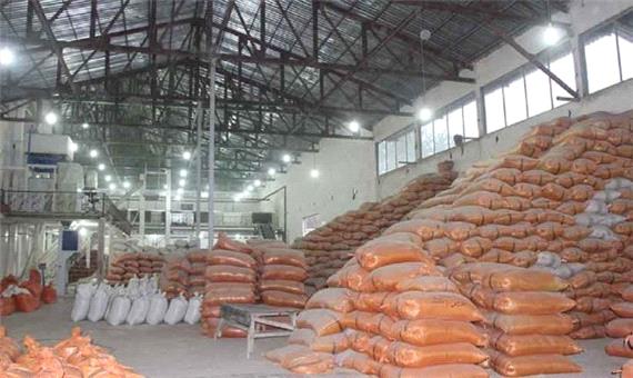 آماده سازی شالیکوبی های گیلان برای تولید برنج تازه