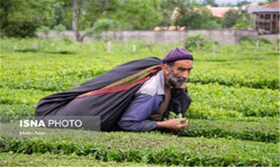 تولید بیش از 22 هزار تن چای خشک در کشور