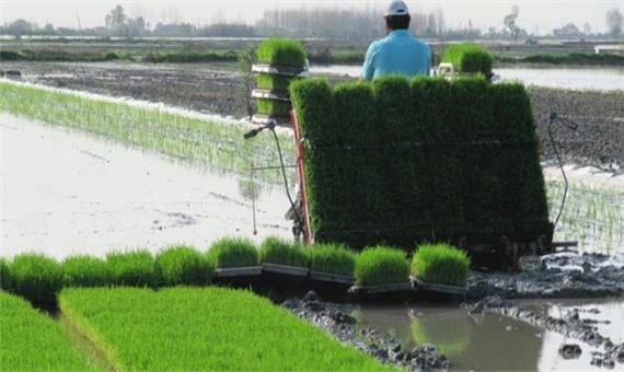 تأثیر مستقیم کشت مکانیزاسیون برنج در کاهش تغییر کاربری اراضی کشاورزی
