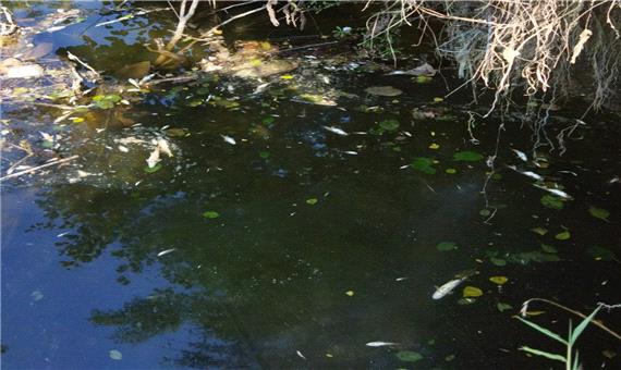 تلف شدن صد‌ها ماهی در رودخانه پشتمسار صومعه سرا