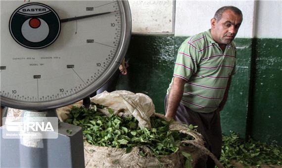 قریب 122 هزار تن برگ سبز چای از چایکاران شمال خریداری شد