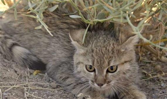 رهاسازی گربه وحشی در طبیعت صومعه سرا