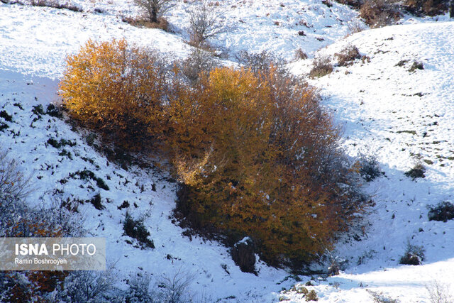 نسیم گیلان