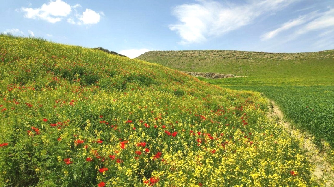 نسیم گیلان