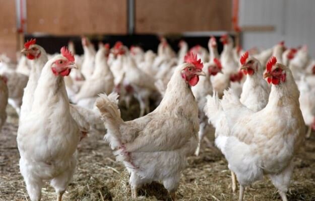 ارز ترجیحی به درستی به صنعت مرغ تخصیص می‌یابد؟