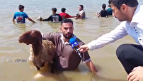 جشنواره سنتی مالشوران در بخش عمارلوی رودبار