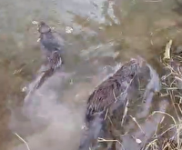 بازگشت شنگ‌های نجات‌یافته به آغوش طبیعت در ماسال