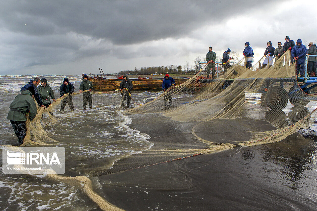 صید ماهیان استخوانی در گیلان ۱۶ درصد افزایش یافت