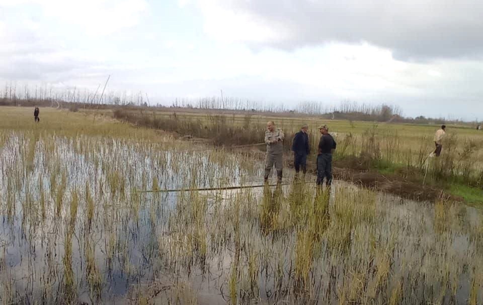 دام‌های هوایی در زیستگاه‌های گیلان جمع آوری می‌شوند