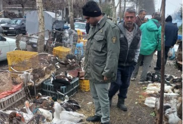 پایش بازار‌های هفتگی فومن با هدف پیشگیری از آنفلوانزای حاد پرندگان